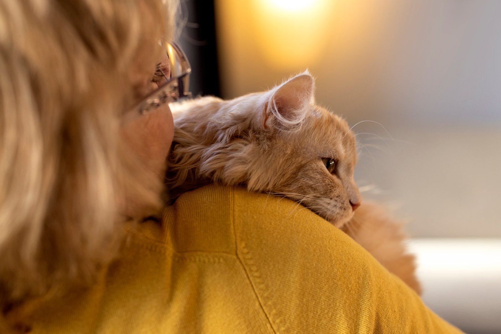 Essential Cat Care Tips for Cat Owners