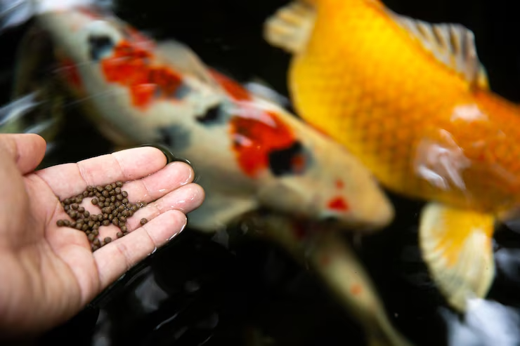 Top Tips for Responsible Fish Ownership